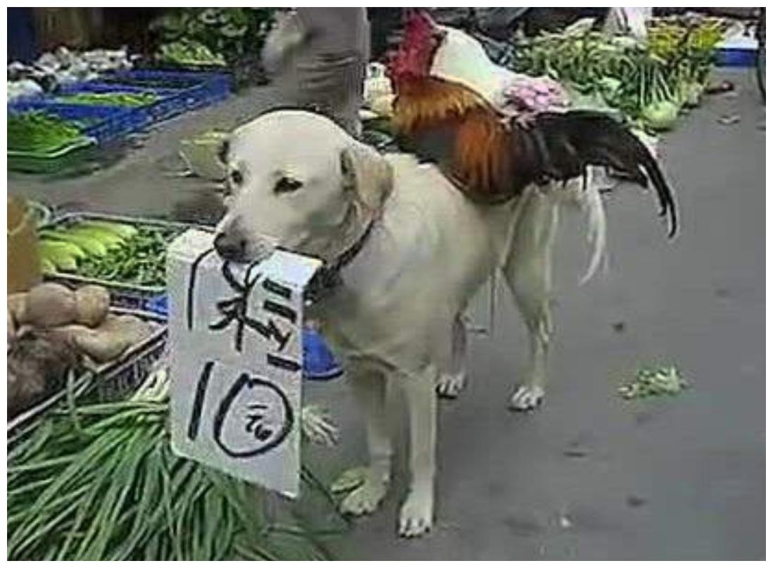 狗狗成了菜市场推销小哥, 它的一身装扮迷住顾客: 朴实风