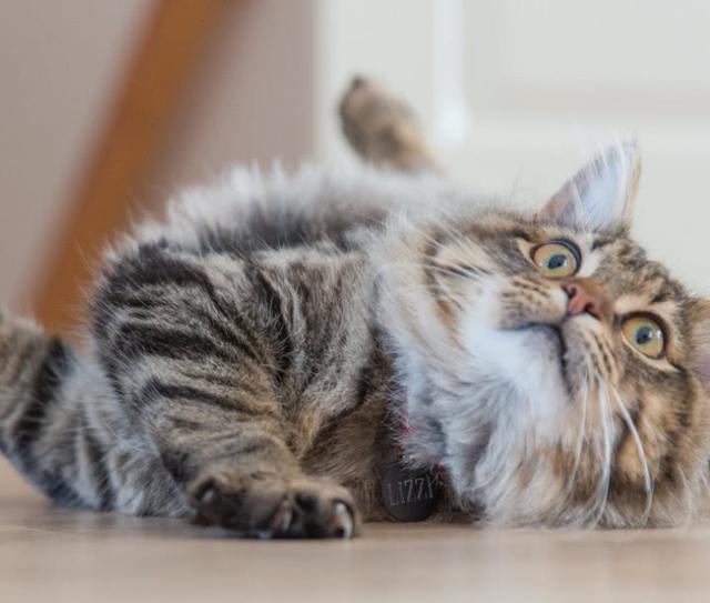 缅因猫除了体型大还有哪些特点呢？最具特色的特点是什么呢