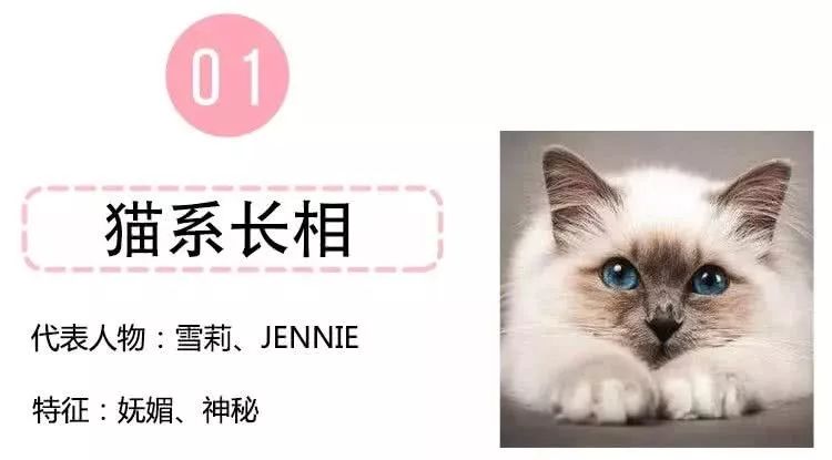 什么！？爱猫的我竟然是犬系的？