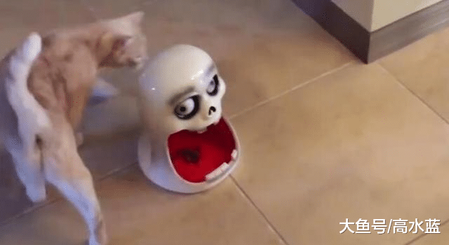 奶奶带了两个月的无毛猫 这确定还是无毛猫？