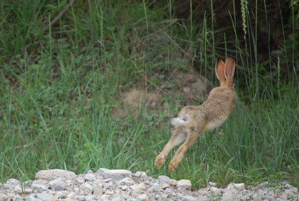 地球上10大反应速度最快的动物, 猎豹榜首, 狮子第八