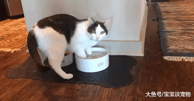 猫要是坏起来，能有多气人？