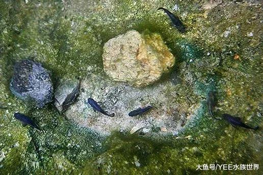 “死亡谷”沙漠里活了5萬年的魚，即使生死由天，也拼命的活下來