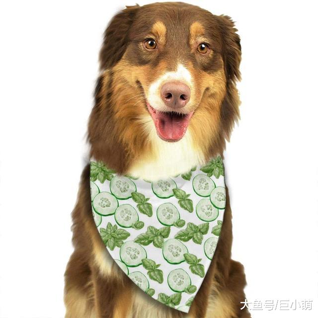 狗狗可以吃黄瓜吗？黄瓜低卡又营养，切成丁狗狗也爱吃