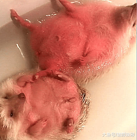 男友帮刺猬洗澡，主人进去一看，被这画面吓坏了，几分熟了