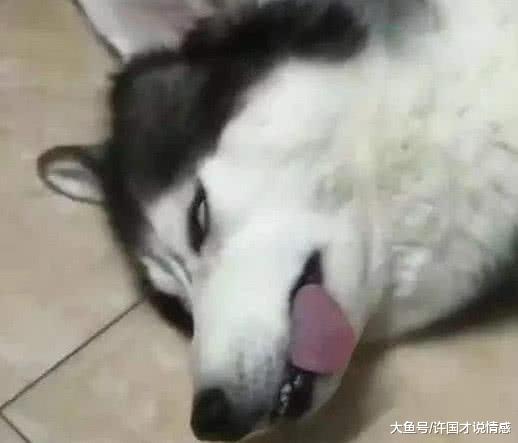 带哈士奇去宠物店剃毛，俩小时后店长打来电话：不接走就炖了它！