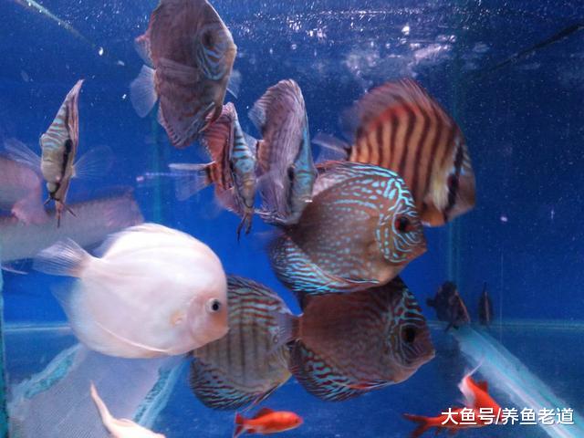 饲养观赏鱼在换水、喂食、清理鱼缸等方面我们应该如何协调处理？