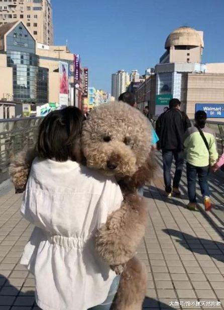 泰迪犬有这5个表现, 表明它的占有欲是非常强的!