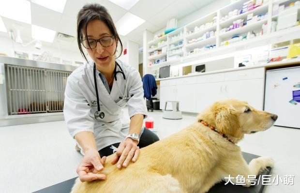 狗狗正在逐渐老去，不想要自己的伙伴离开，你可以做这五件事延寿