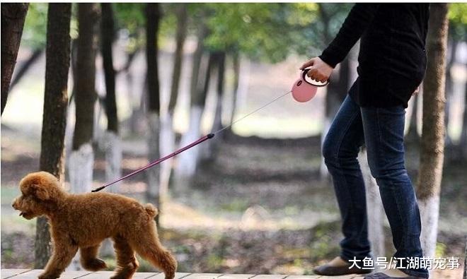 带你了解养狗不遛狗的后果，你还敢不遛狗吗？