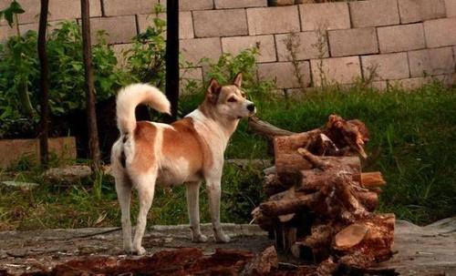 明明院外没有人，在农村夜里家狗却不停的狂吠，这是为啥？恍然大悟