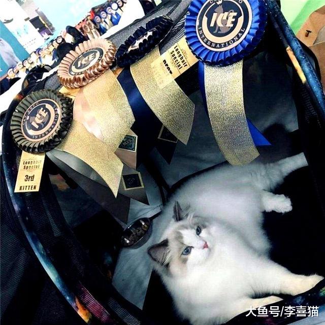滞销宠物猫的三种处理方式中少见丢弃，流浪猫多由不负责主人产生