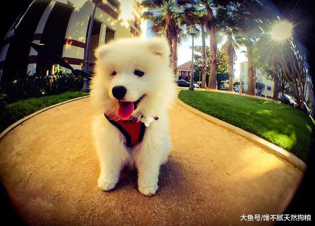 主人这样科学养狗，对狗狗好处很多，还能延长它的寿命