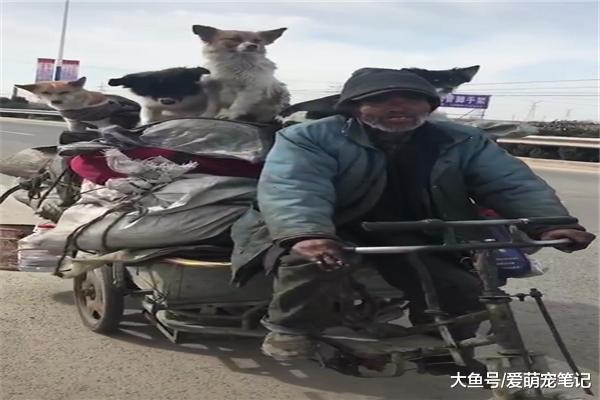 三只流浪狗跟着老大爷捡破烂，每天朝夕相处，对老大爷不离不弃！