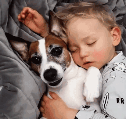 为什么狗狗都喜欢赖在床上，和你一起睡觉？原来有这6个原因！