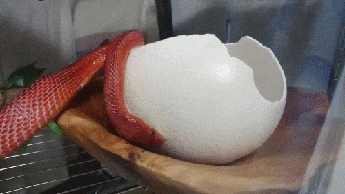 拿鴕鳥蛋殼給玉米蛇當玩具，蛇疑惑的張開嘴量了很久，感到一股絕望