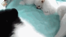 生了一窝崽，其中一只竟然是黑色的……这位狗妈妈有点懵！