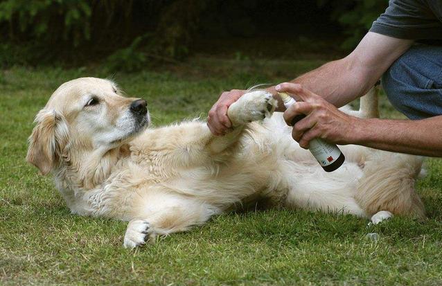 狗狗冬天为什么总是舔爪子? 饲主不要忽视, 这可能是病症的前兆!