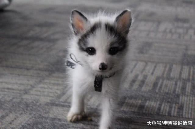 男子捡回一只小动物，像猫咪像狐狸又像熊猫，究竟是什么怪物？