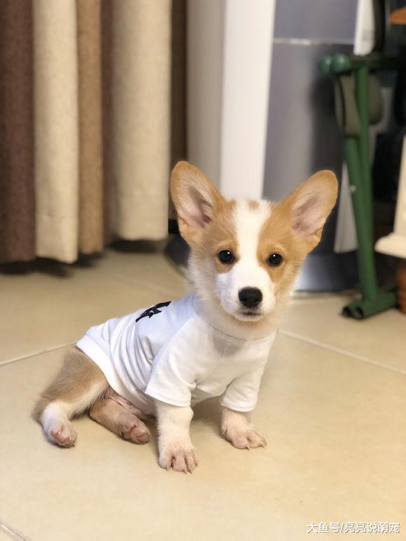 柯基在家要穿衣服才行，出去玩可以不穿，得知原因后才明白