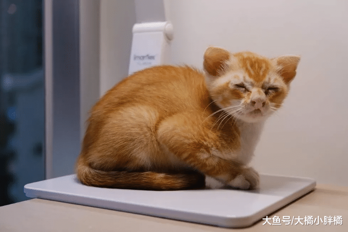 猫咪的鼻子长得像“牛魔王”，不过被大家嫌弃，最后自己找铲屎官