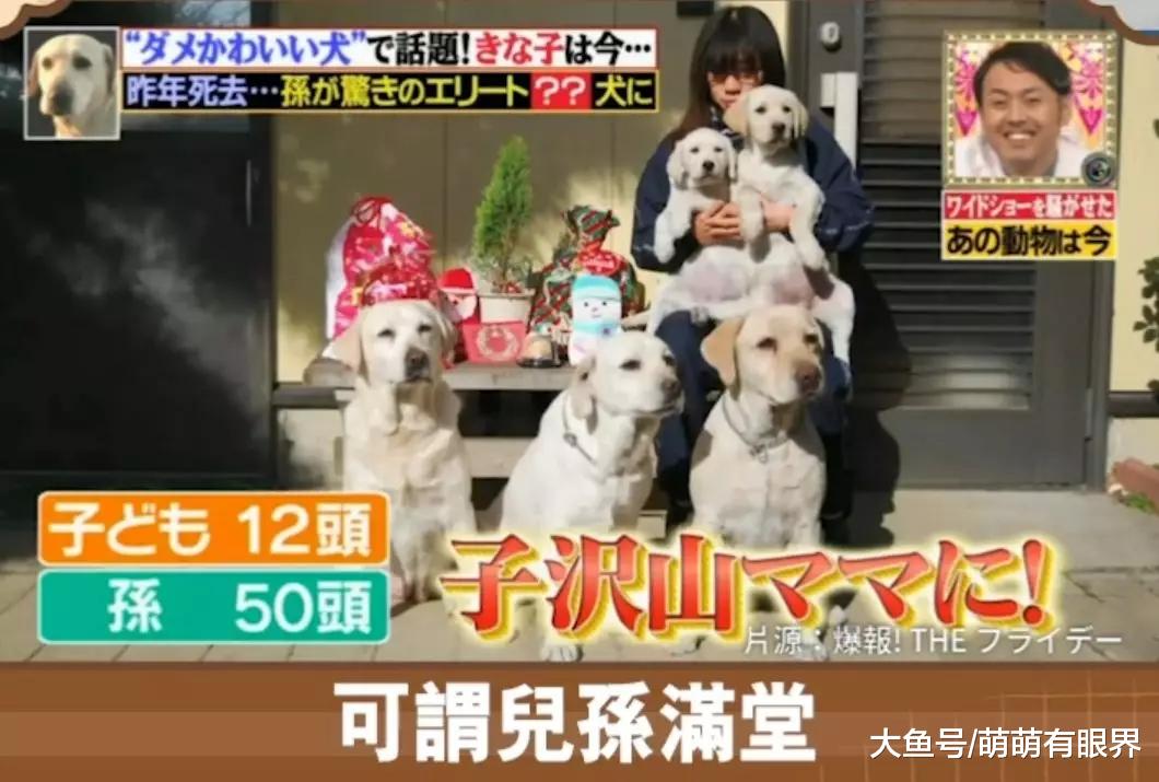 一只连考6年警犬都失败的废汪，却因坚持不懈，成为全民偶像