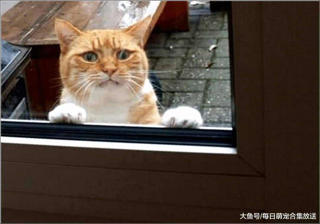 橘猫偷吃小鱼干，女主生气将它关在门外，傍晚去看时瞬间惭愧至极