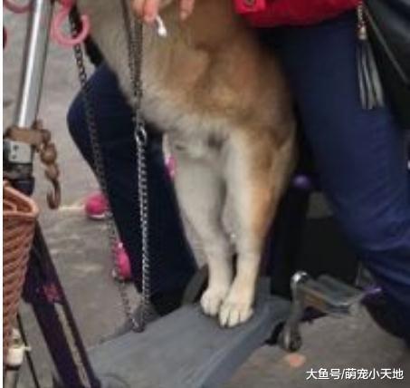 哀怨眼神射过来, 柴柴后腿再酸也要陪主人买菜