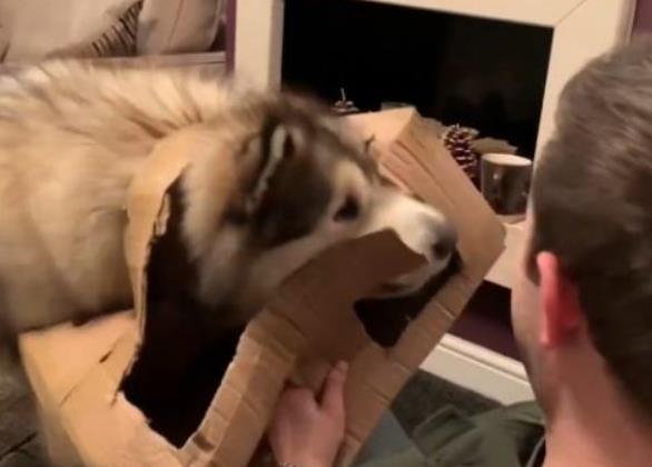 铲屎官在箱子里放香肠, 为了吃到小零食, 阿拉直接把箱子拆了