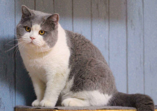 猫咪走出家门后，为什么就不回来了？这5个原因让人很无奈