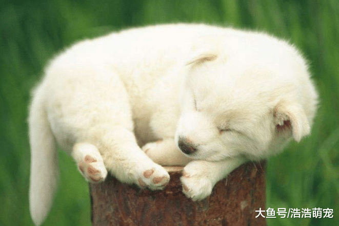 狗狗的5種睡姿代表5種不同的意思，你都知道嗎？
