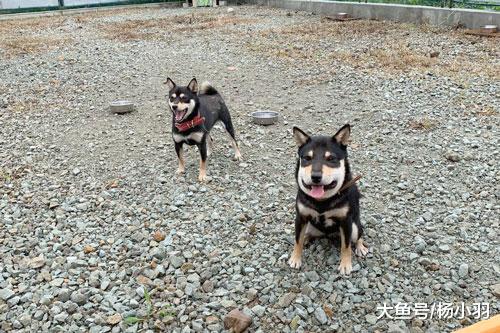 柴犬出去一趟尖脸变方脸，哈喇子流好长，主人看懵“谁家的狗？”