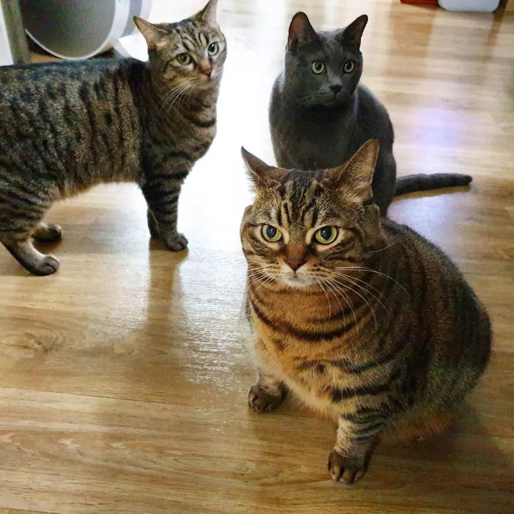 胖橘地位不保! 这只狸花猫已经踏上体重秤 | 颜值俱乐部