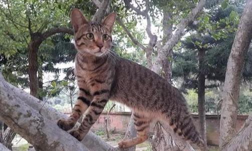 流浪猫被主人收养，为报恩帮主人看住蛇，等主人将它抓走才离开