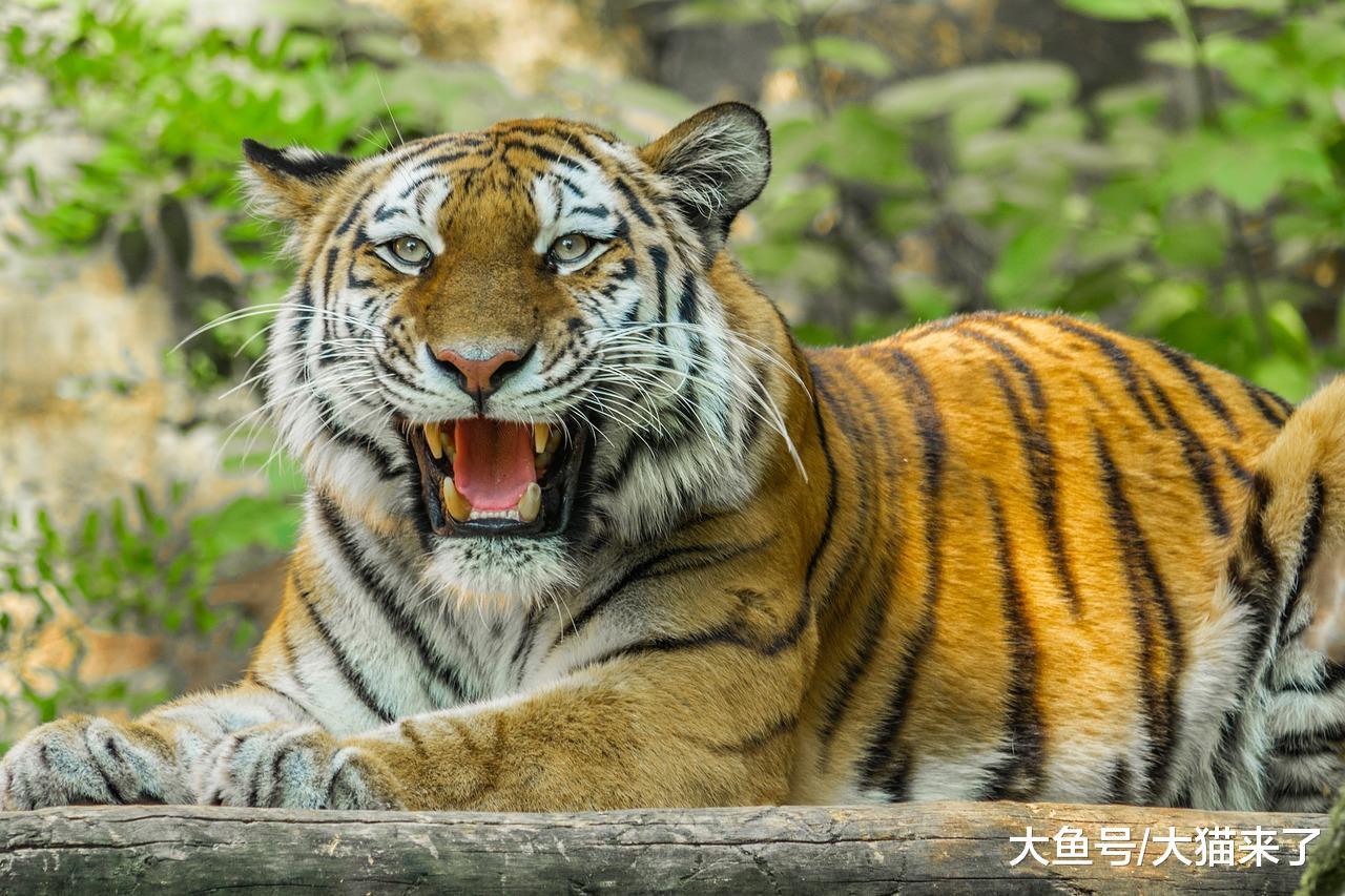 猫科动物为何那么优秀? 看下它们身体的各项数据就知道了