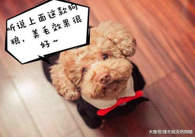 相信只有养“泰迪犬”的人才知道，养它的五大好处！