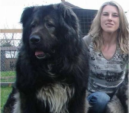 女生养狗，为什么养公的要比养母的好？原来好处这么多！