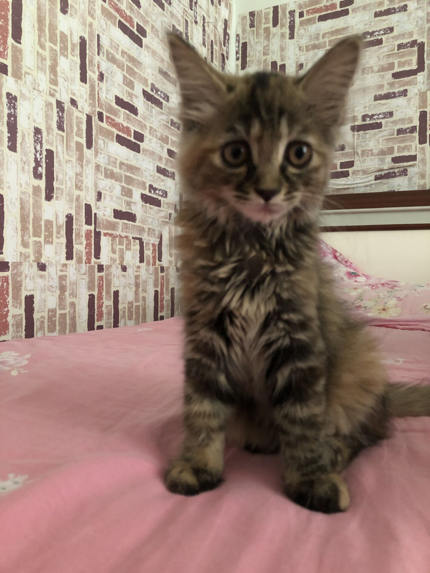 时而温柔可爱，时而霸气冷傲，看猫主子如何诠释百变风格