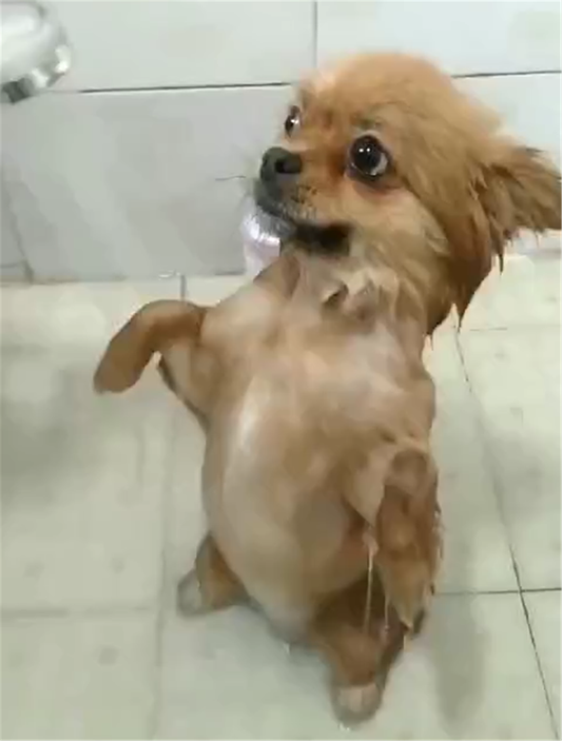 田园犬爱洗澡，冲水时主动敞开胸怀，还会咧嘴笑……