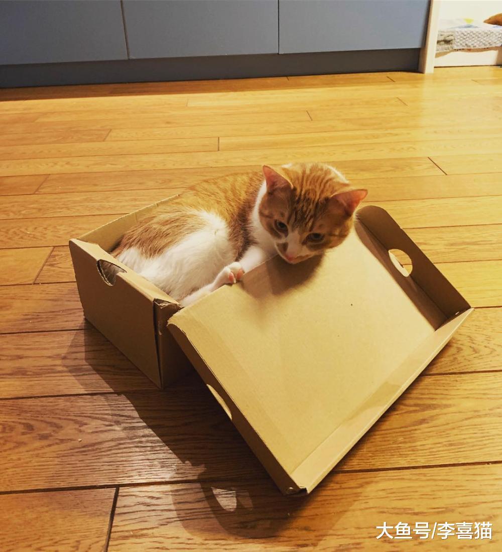 猫咪喜欢纸箱不仅是为了休息，小型猫科动物天生喜欢狭窄的小空间