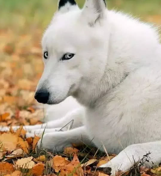 哈士奇诞下小奶狗，女主人回家看到差点晕了过去，抱着枕头痛哭
