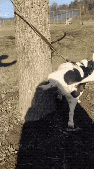 狗狗中也有“心机狗”：小狗会为了假装强大，尿得比大狗高？