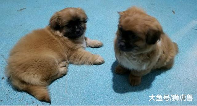 小土狗受委屈离家出走，主人第二天出去找，开门那一刻不淡定！