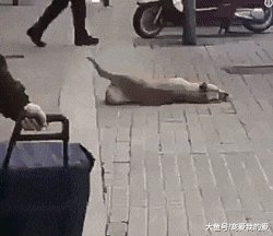 狗狗护主遭爆头，躺在地上的它仍在摇尾巴……