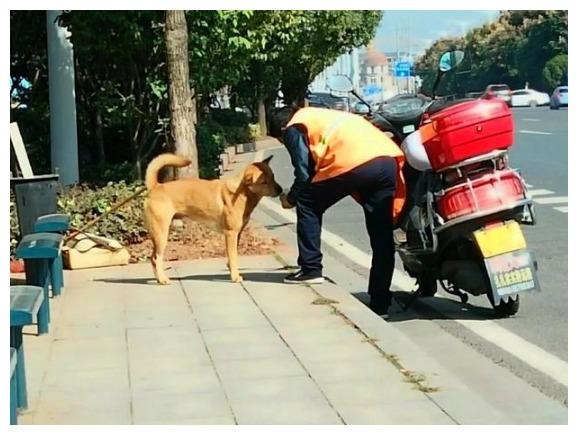 环卫工为狗狗打造房子，虽然用料简单，但他心意无价
