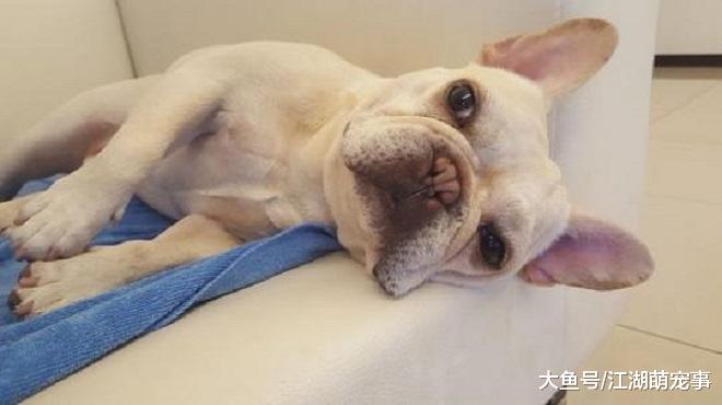 养法斗前了解这5点，让你的烦恼少很多