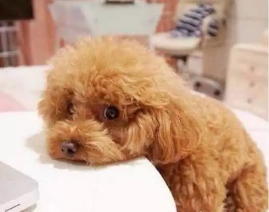 泰迪为啥要日天日地日万物，背后的原因却让人心酸...