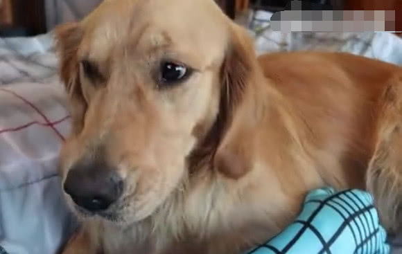 金毛一大早去叫主人起床，掀开被子一看吓懵了，主人变蜘蛛了