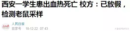 出血熱高發季來了，荷蘭豬有危險了