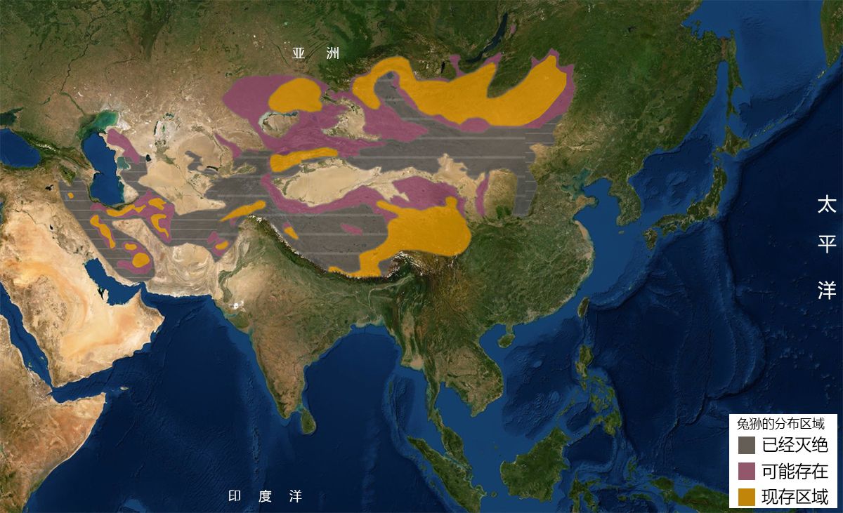 小型猫科动物里的猛兽：浅谈兔狲的生活习性及其生态作用